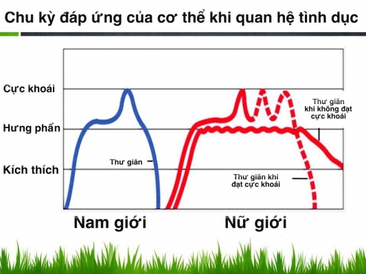 Chu kỳ phản ứng tình dục