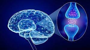 Serotonin và tình dục