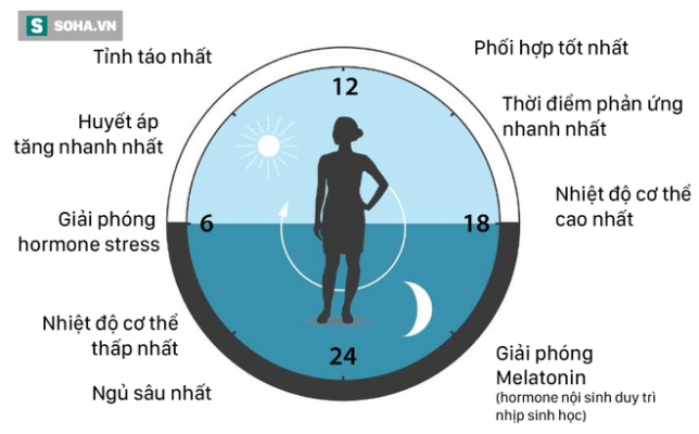 Chu kỳ sinh học của cơ thể