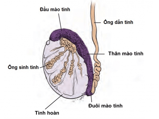 Viêm mào tinh hoàn